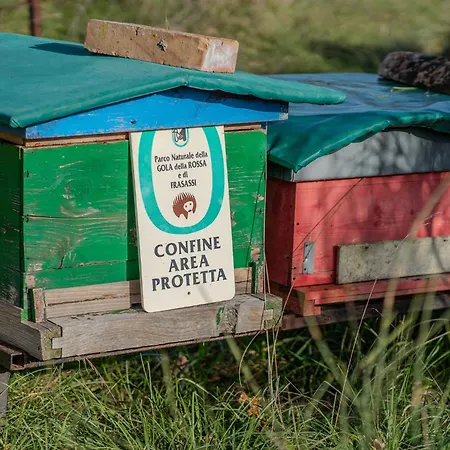 Il Capriccio Del Papa *